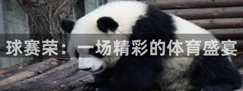 vsport体育平台：球赛荣：一场精彩的体育盛宴